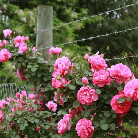 Rosa trepando en la entrada de una casa