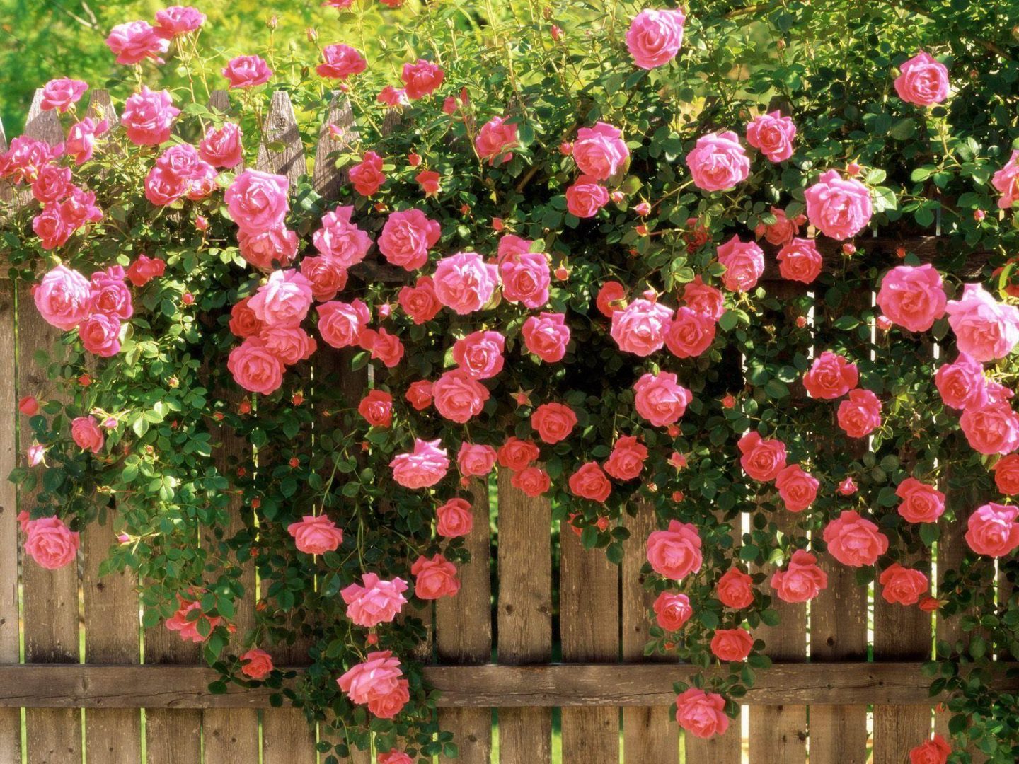 Rosas trepadoras en el jardín