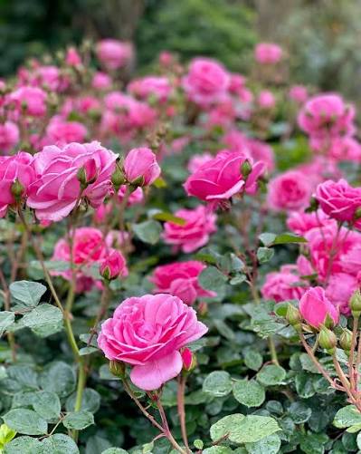 Rosa plantada en cantero o jardín